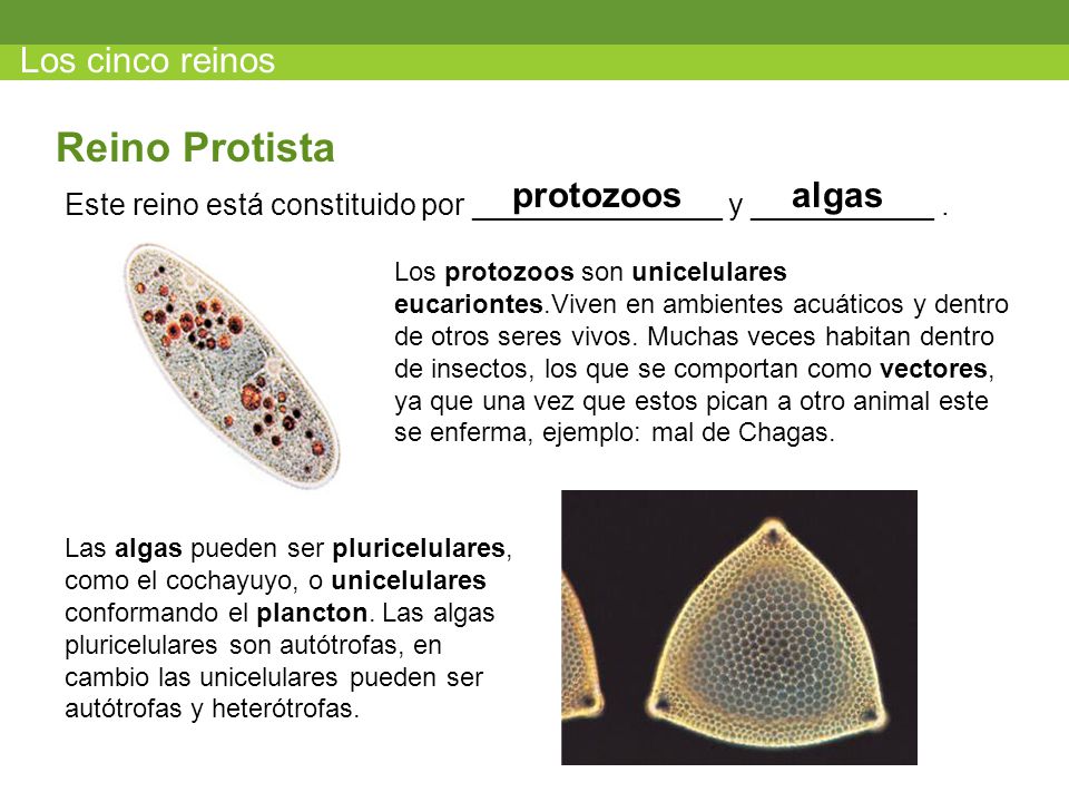 que son los protozoos y a que reino pertenecen